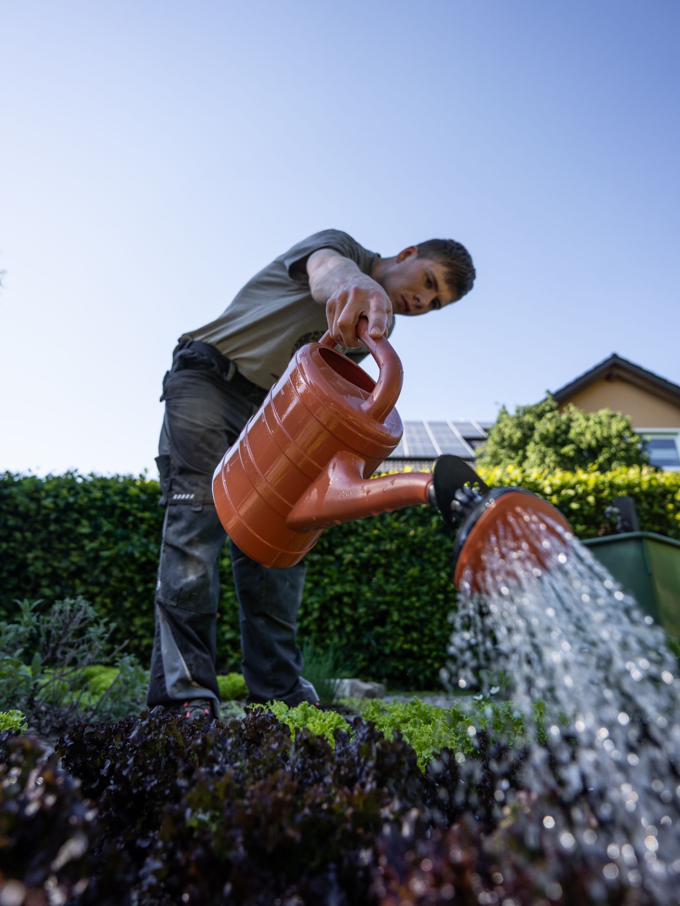Watering can in use