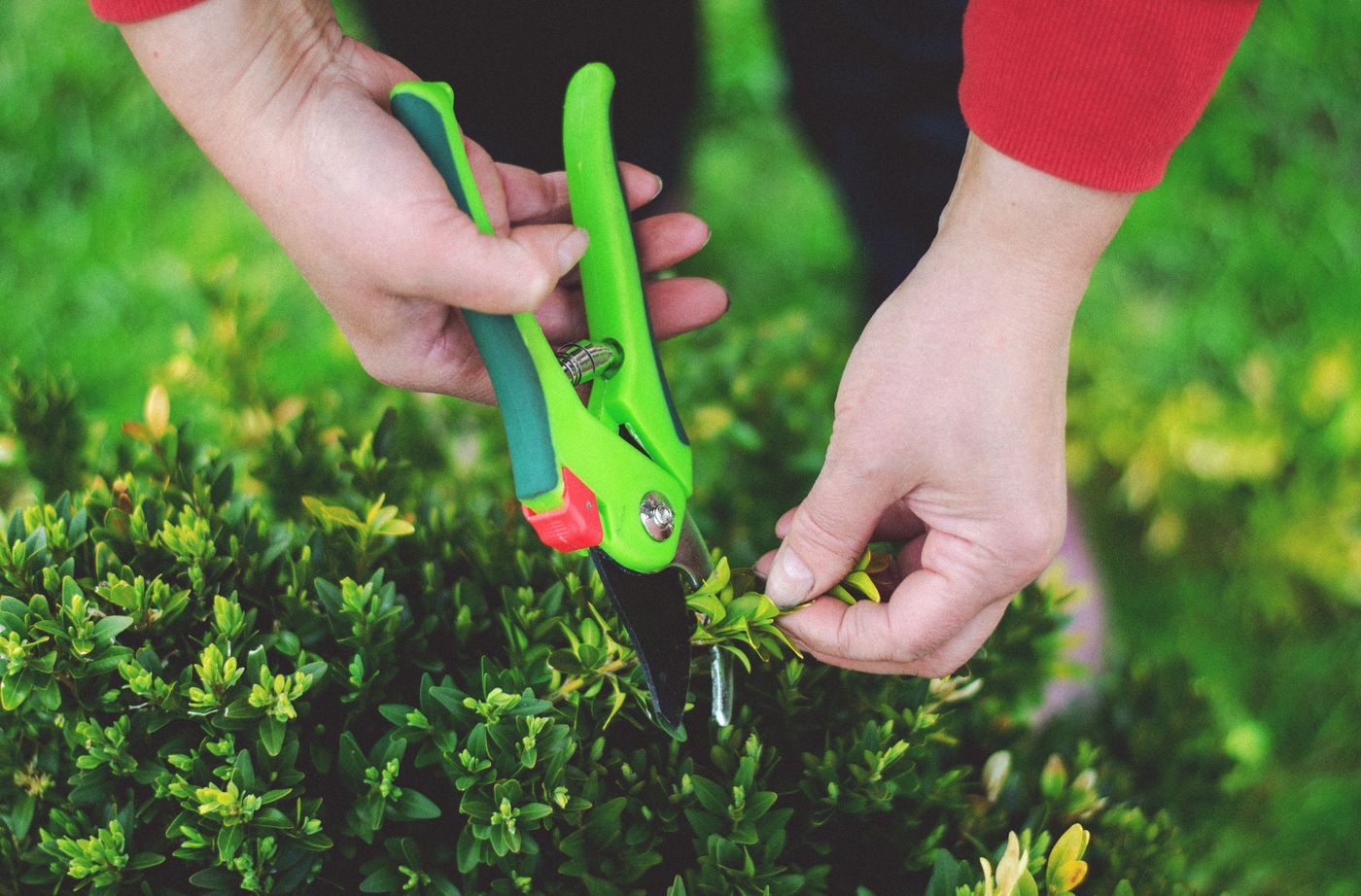Pruning shears cutting garden growth