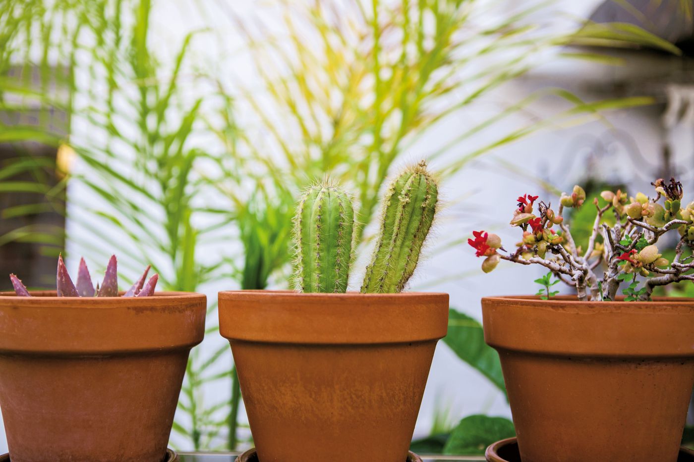 Three potted plants in outdoor space